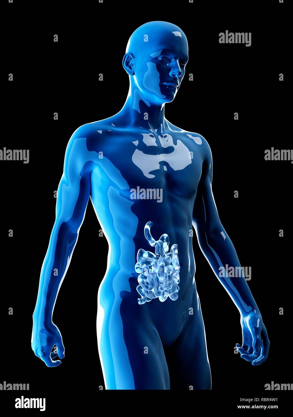 Human Small Intestine Color/image Illustration of the human small intestine Stock Photo - Alamy