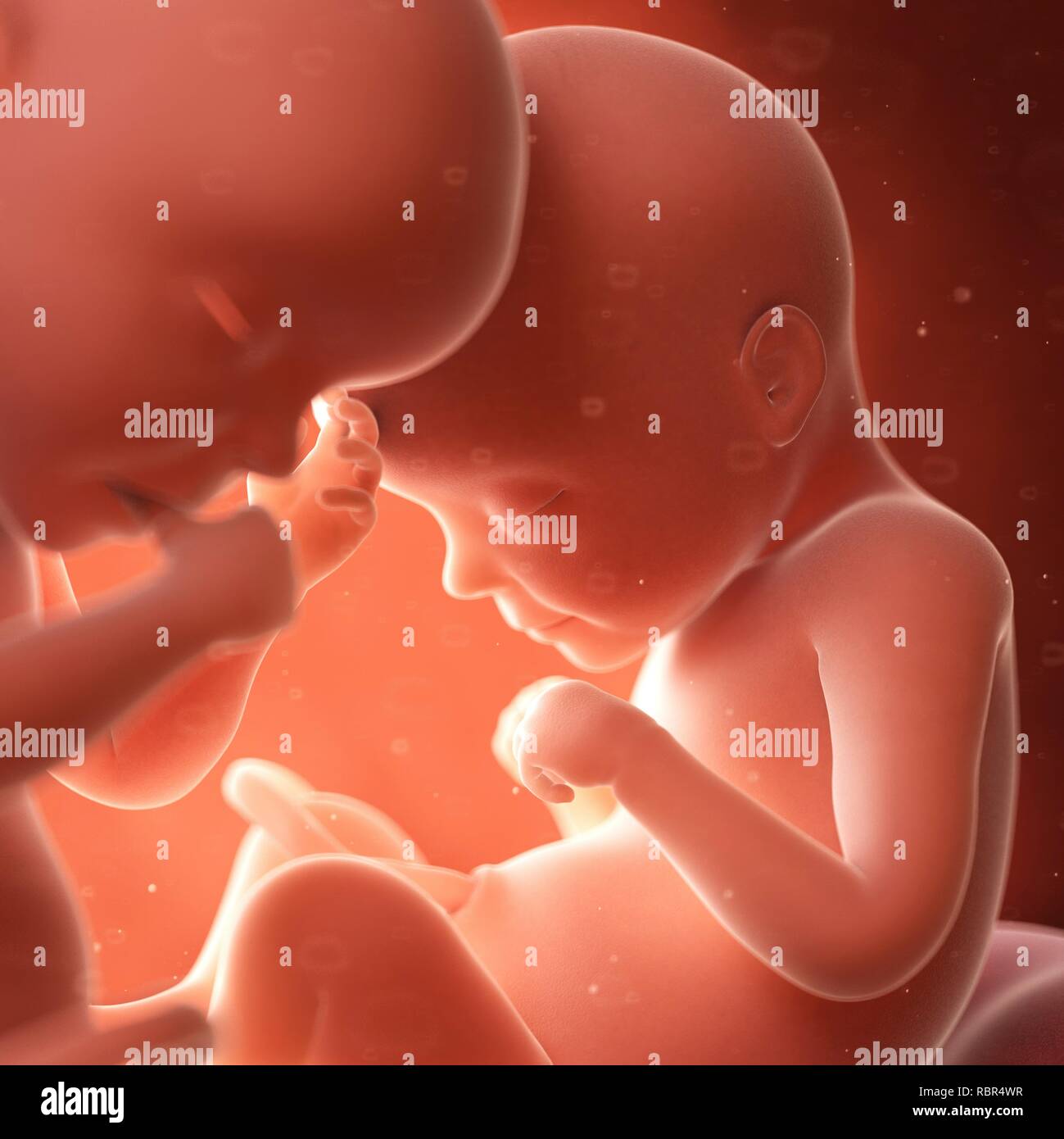 Twins womb hires stock photography and images Alamy