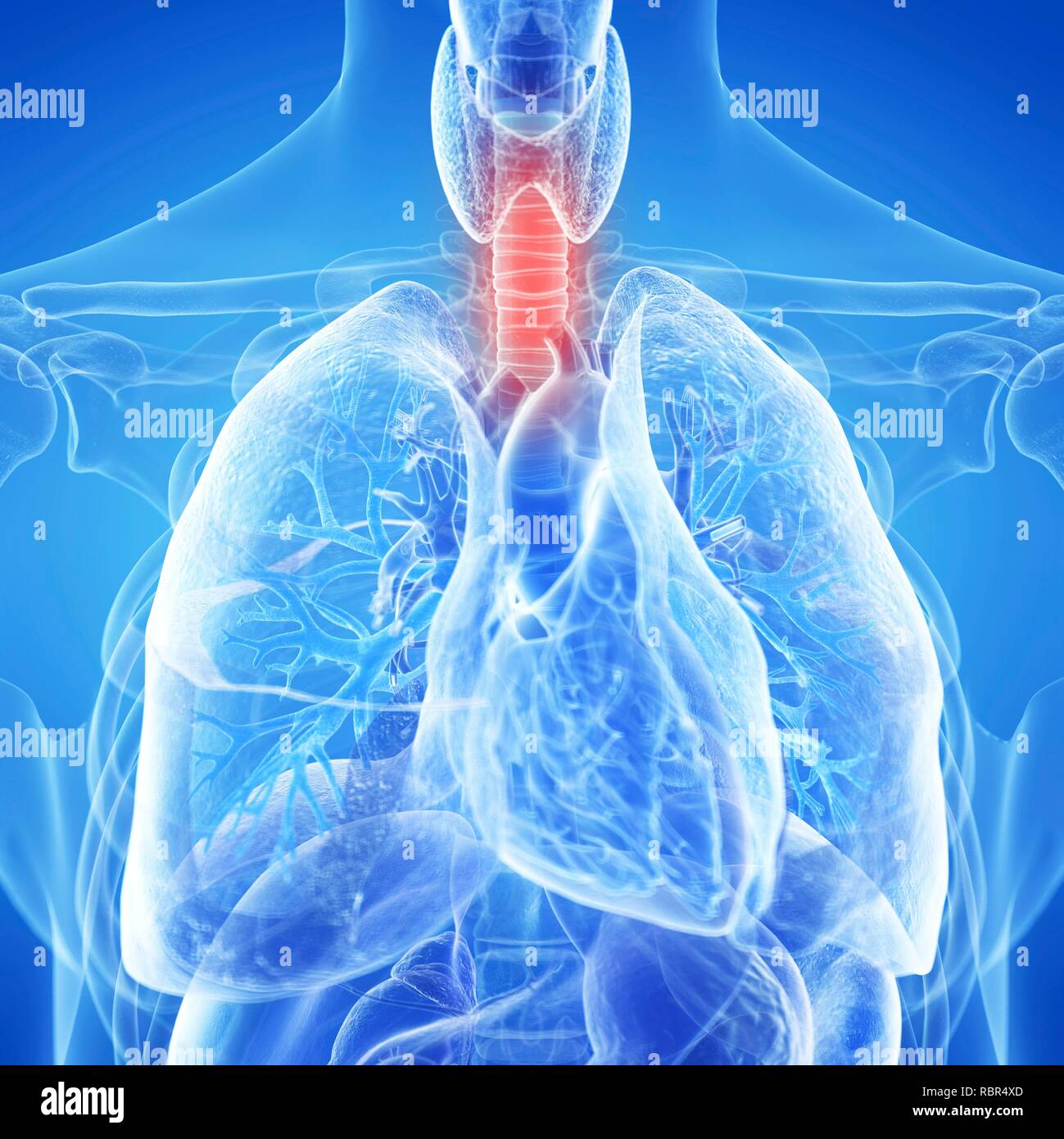 Illustration of an inflamed trachea Stock Photo Alamy