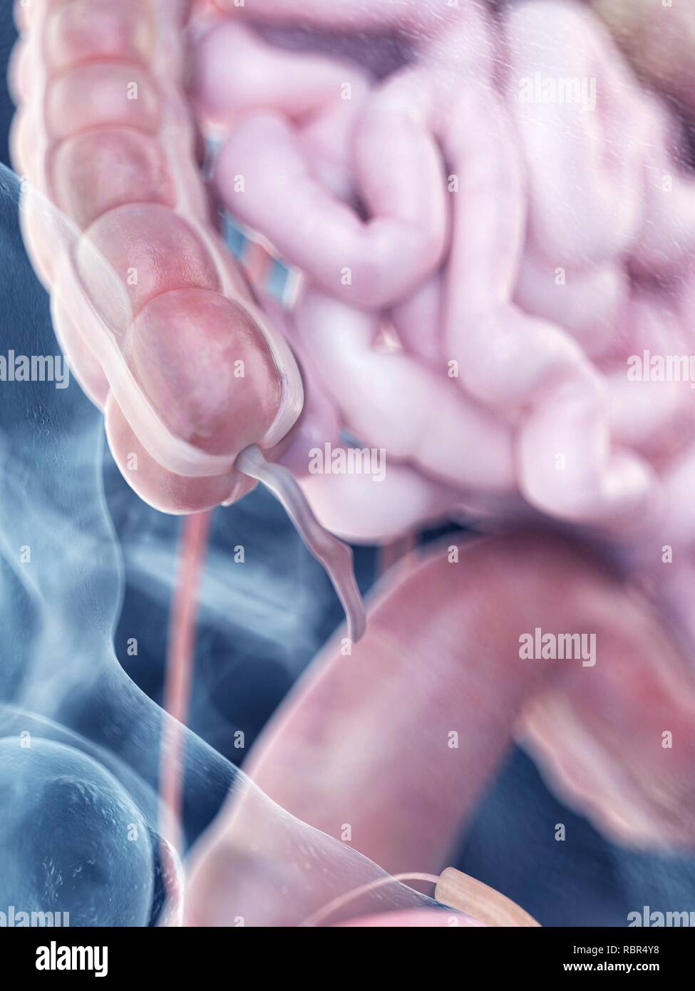 Illustration of the human appendix anatomy Stock Photo - Alamy