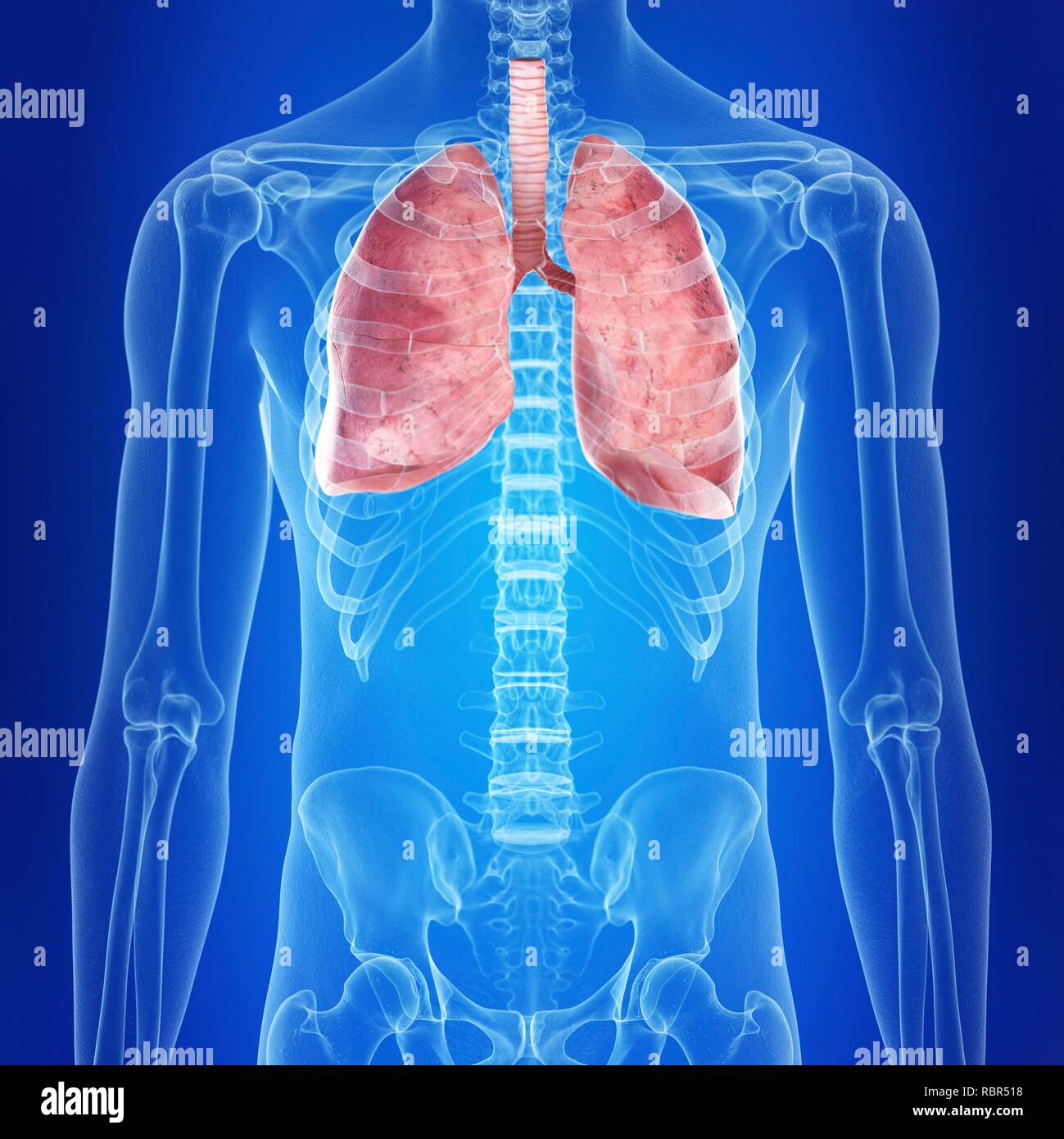 Illustration of the lungs Stock Photo - Alamy