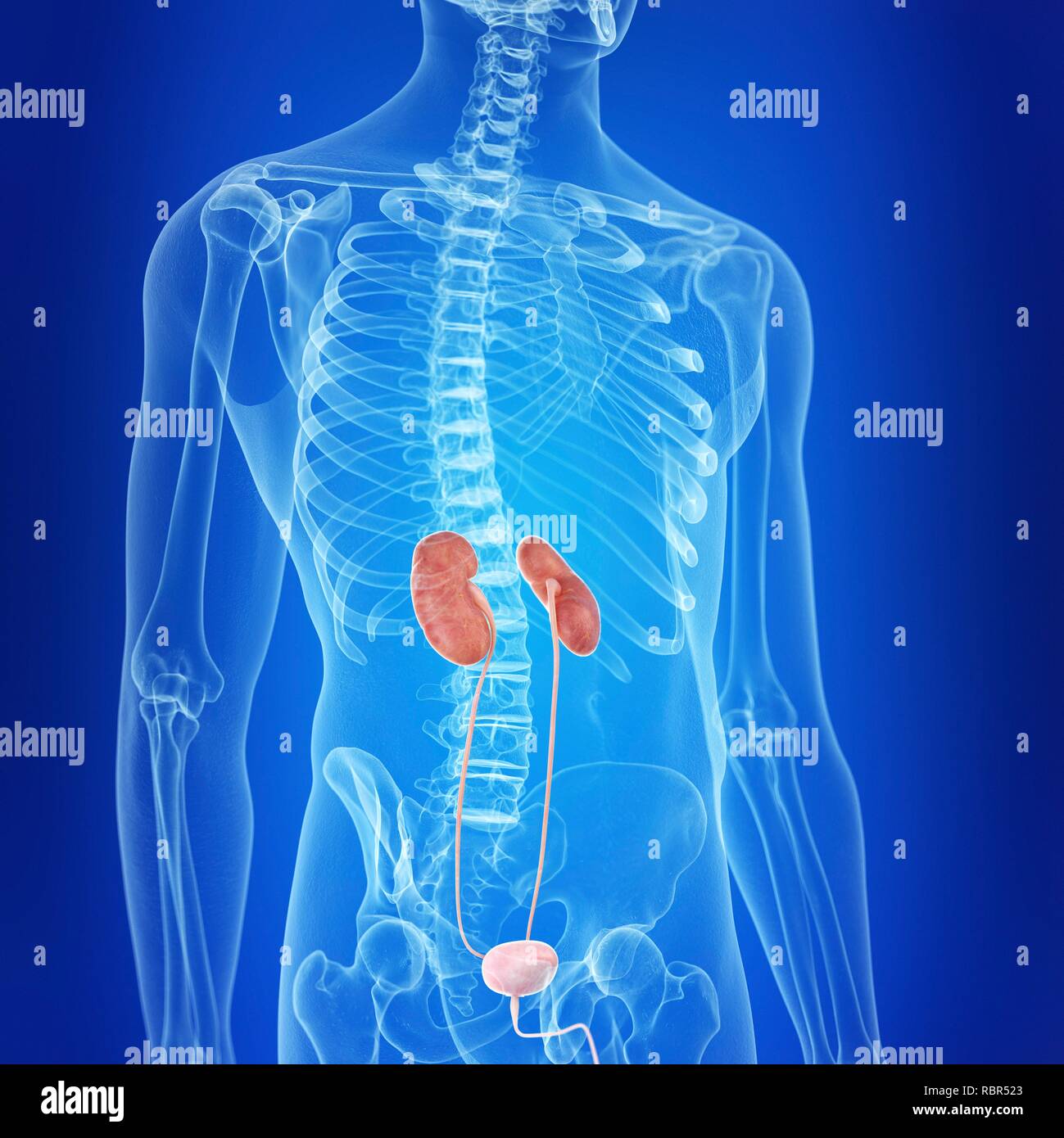 Illustration of the urinary system Stock Photo - Alamy