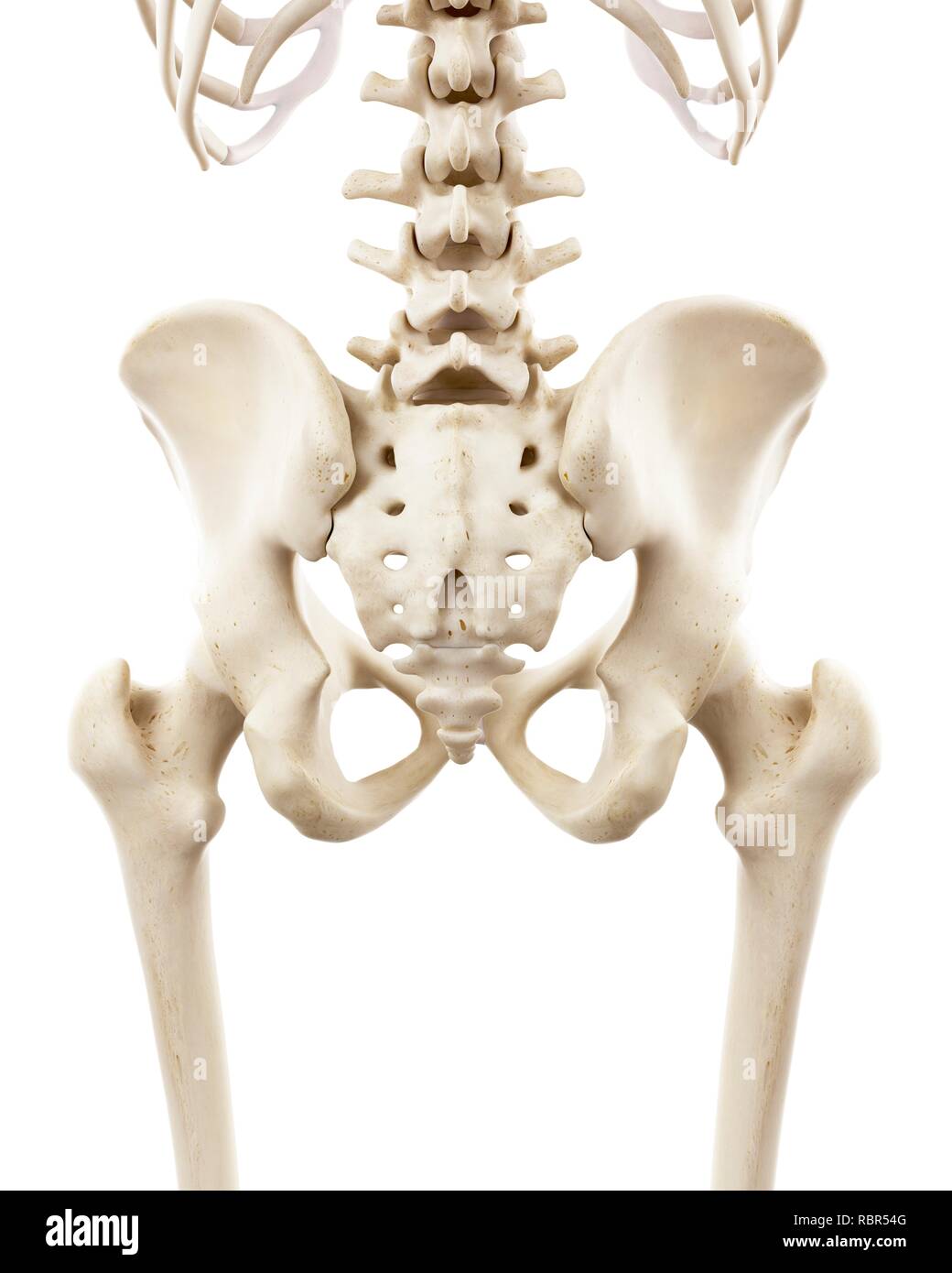 Illustration of human hip bones Stock Photo - Alamy