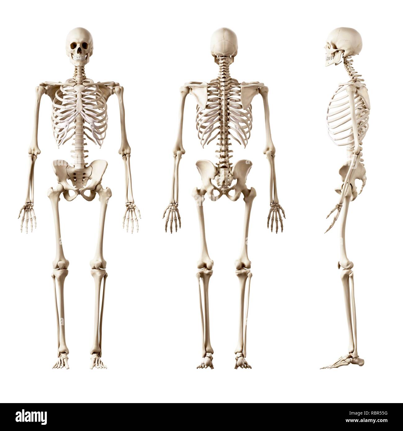 Illustration of the human skeleton Stock Photo - Alamy