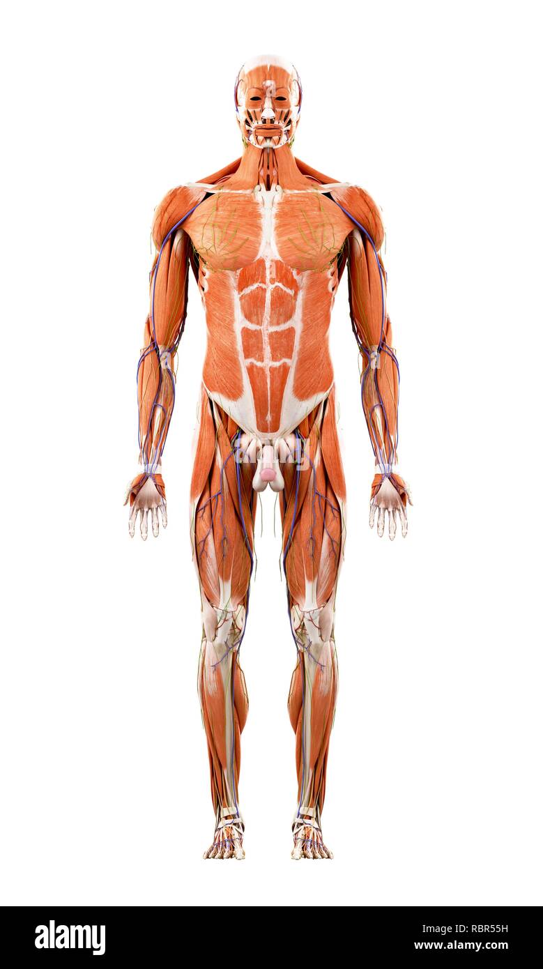 Illustration of the human muscles Stock Photo Alamy