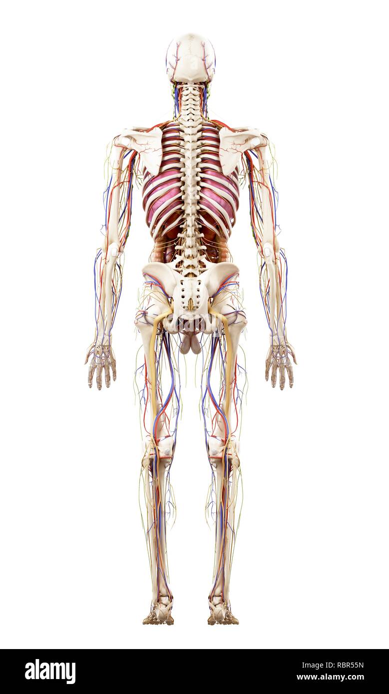 Illustration of human anatomy Stock Photo Biology Diagrams