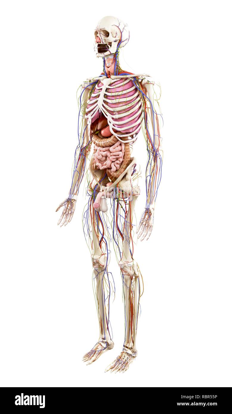 Illustration of human anatomy Stock Photo - Alamy