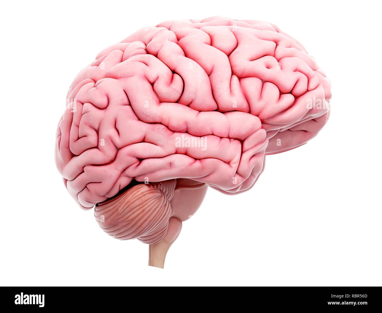 Illustration of the human brain Stock Photo - Alamy