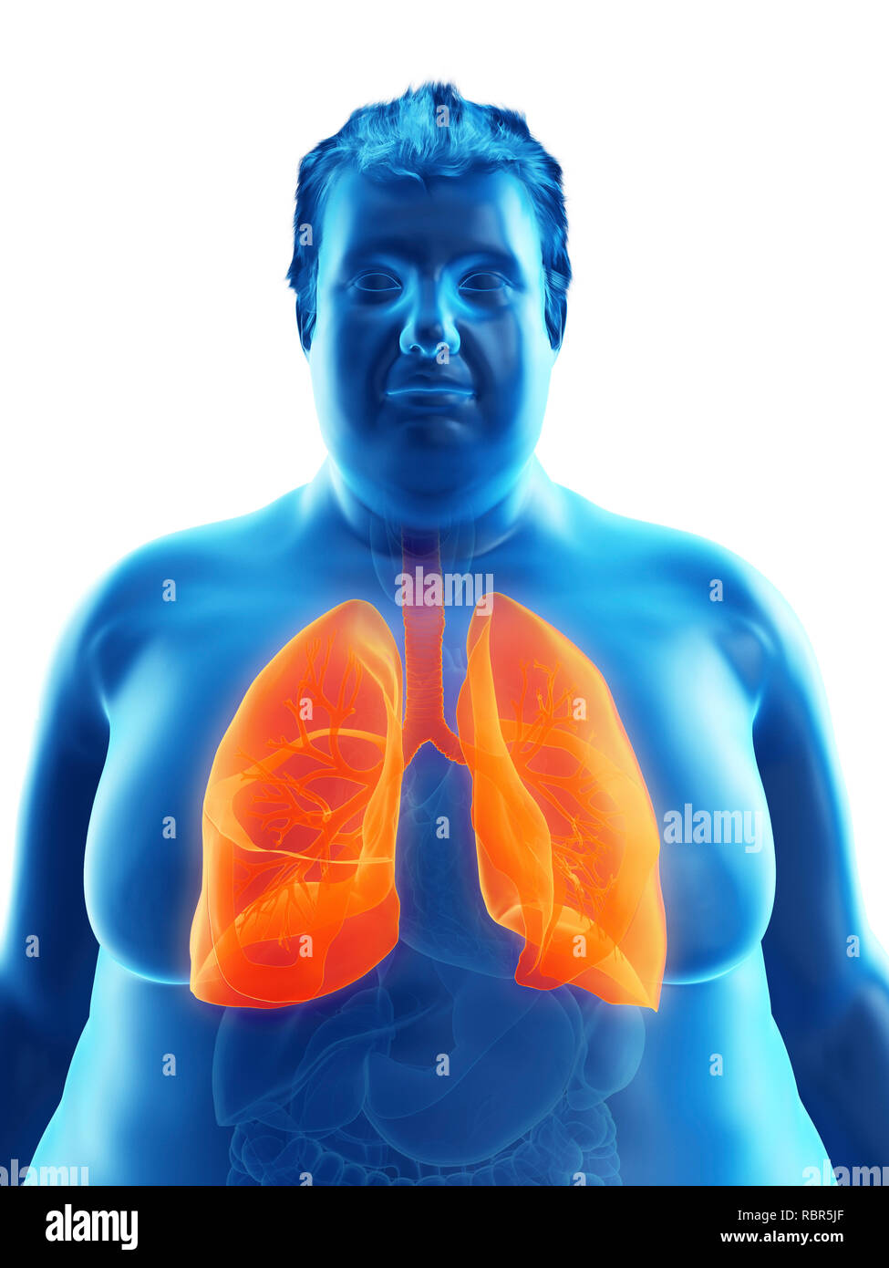 Illustration of an obese man's lungs Stock Photo - Alamy