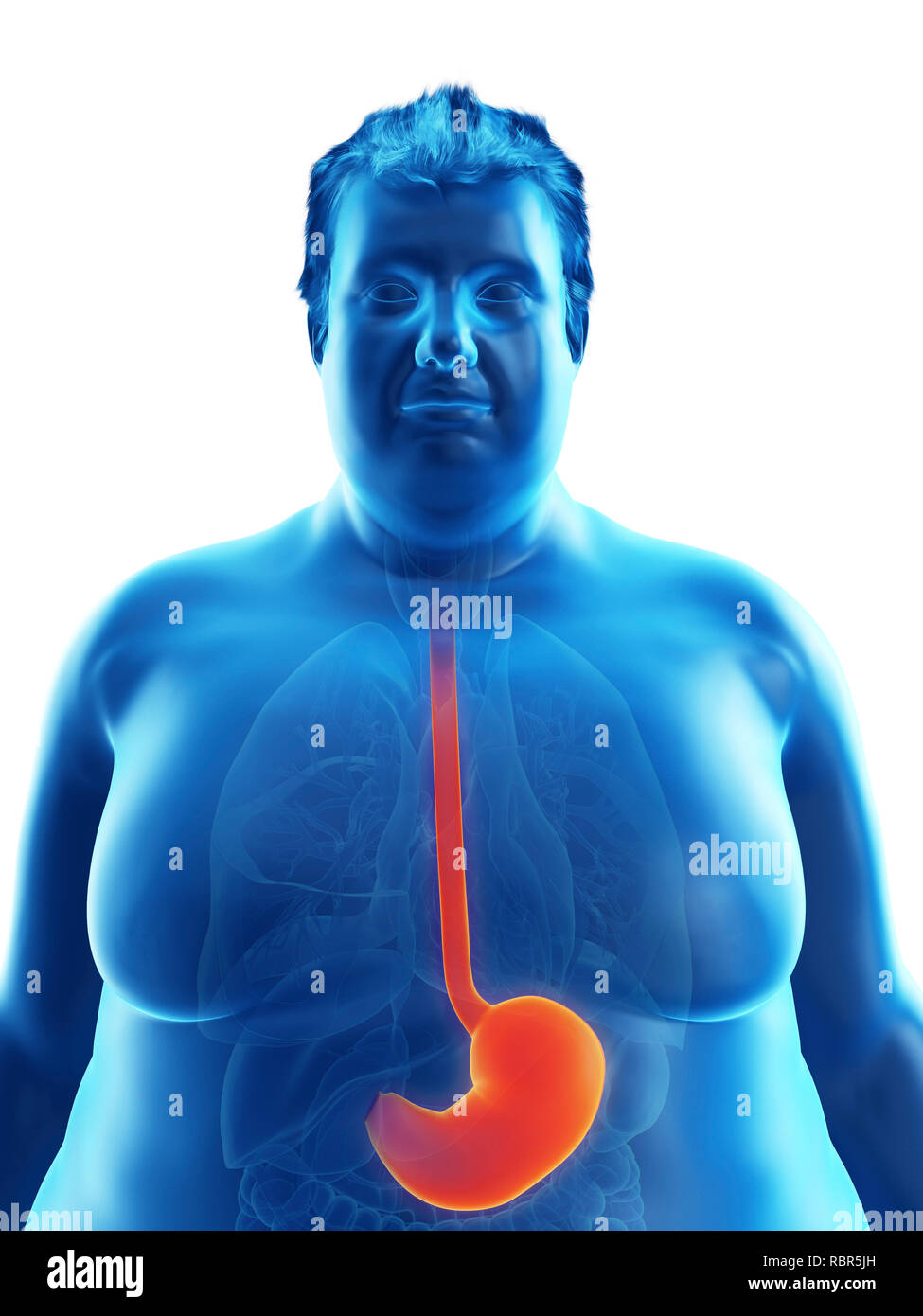 Illustration of an obese man's stomach Stock Photo - Alamy