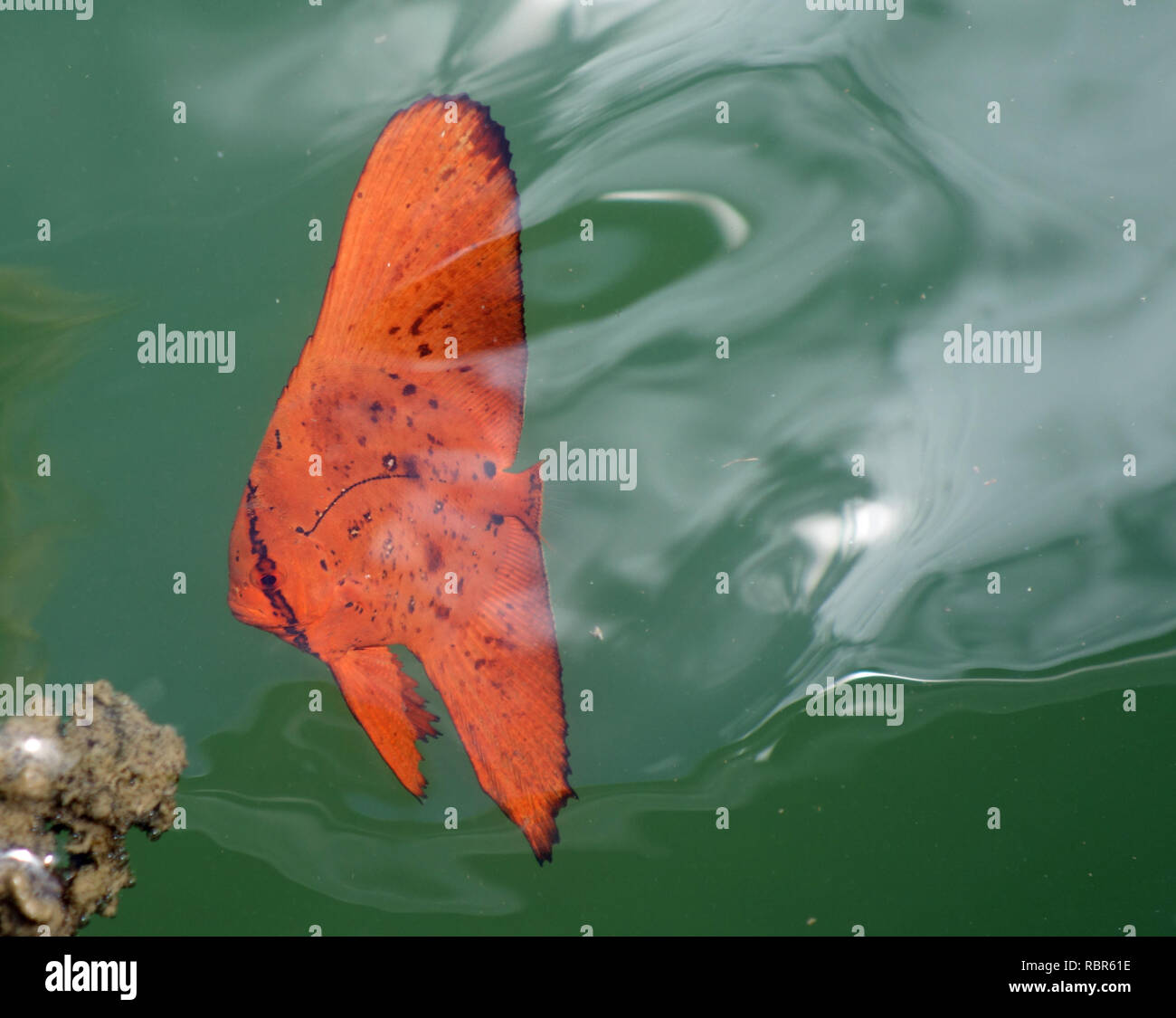 Juvenile round batfish (Platax orbicularis) mimicking orange mangrove leaf, Yorkey’s Knob marina, Cairns, Queensland, Australia Stock Photo