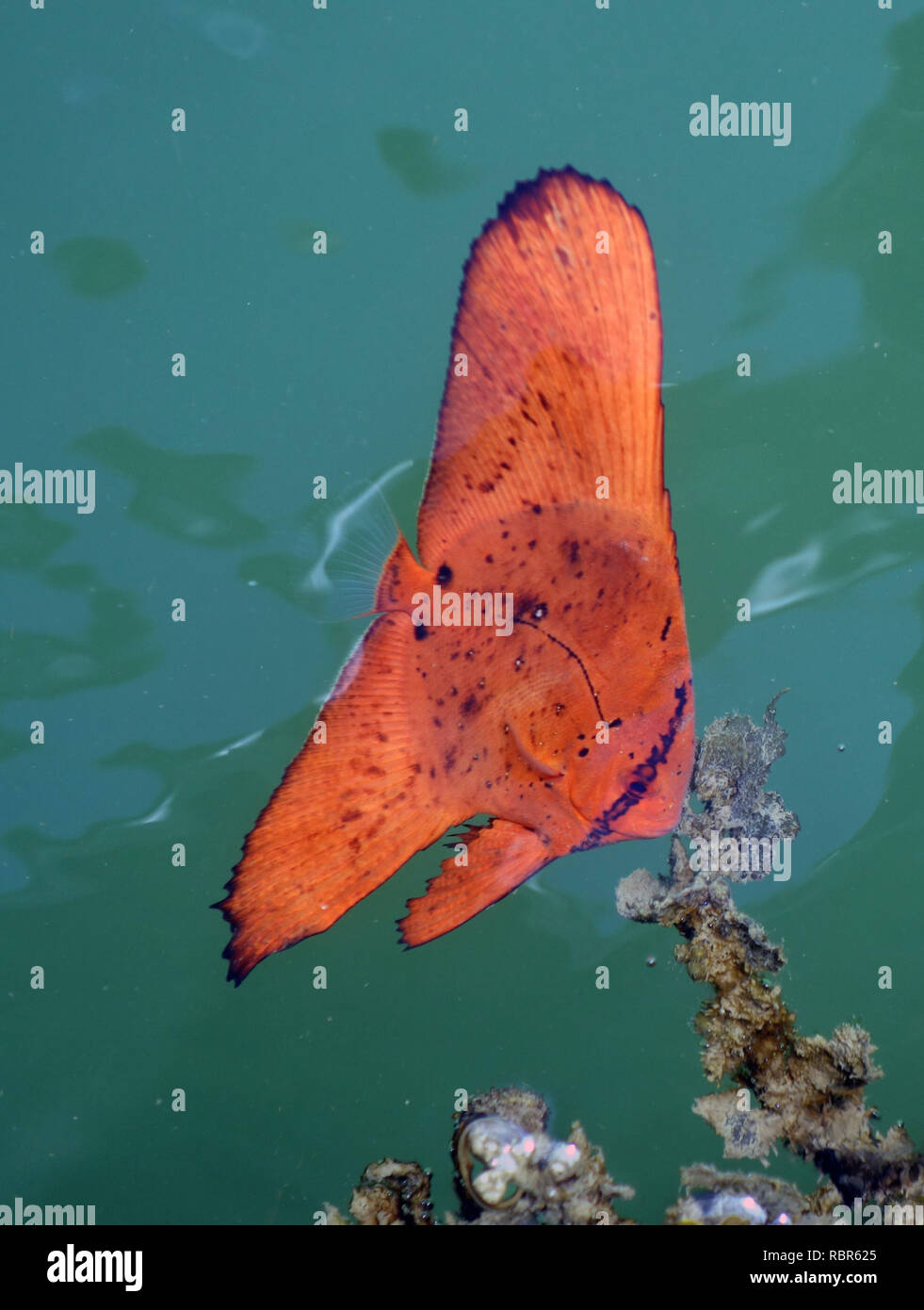 Juvenile round batfish (Platax orbicularis) mimicking orange mangrove leaf, Yorkey’s Knob marina, Cairns, Queensland, Australia Stock Photo