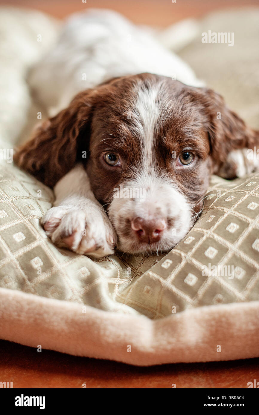 Springer Spaniel Puppy Stock Photo - Alamy