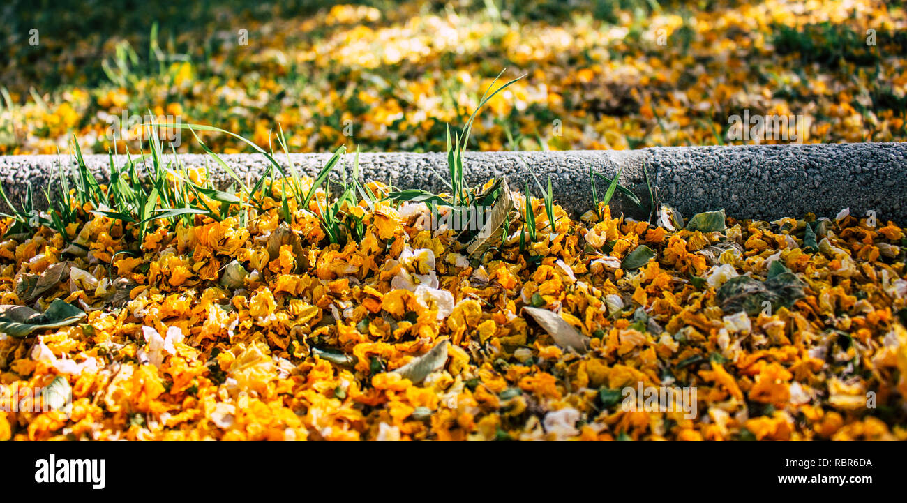 Caragana arborescens. Yellow fallen flowers in the park. Andalusia, Spain. Stock Photo