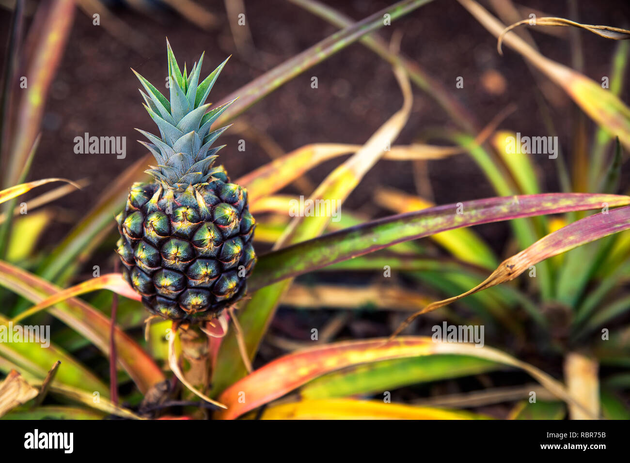 Small pineapple growing on plantation in Hawaii Stock Photo Alamy