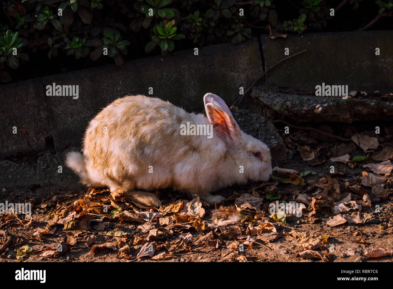 Pygmy rabbit wild hi-res stock photography and images - Alamy