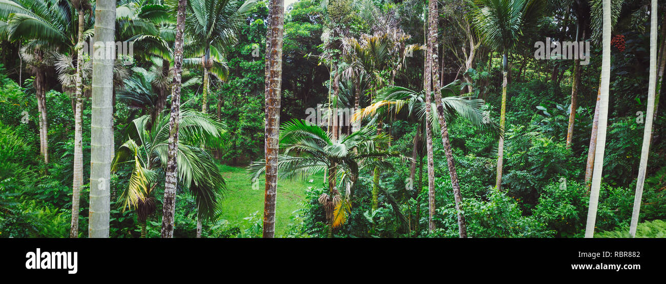 Hawaii oahu island rainforest hi-res stock photography and images - Alamy