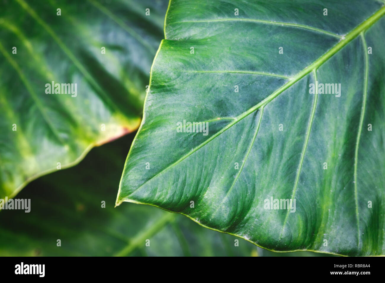 philodendron orange Philodendron 'Prince of Orange'