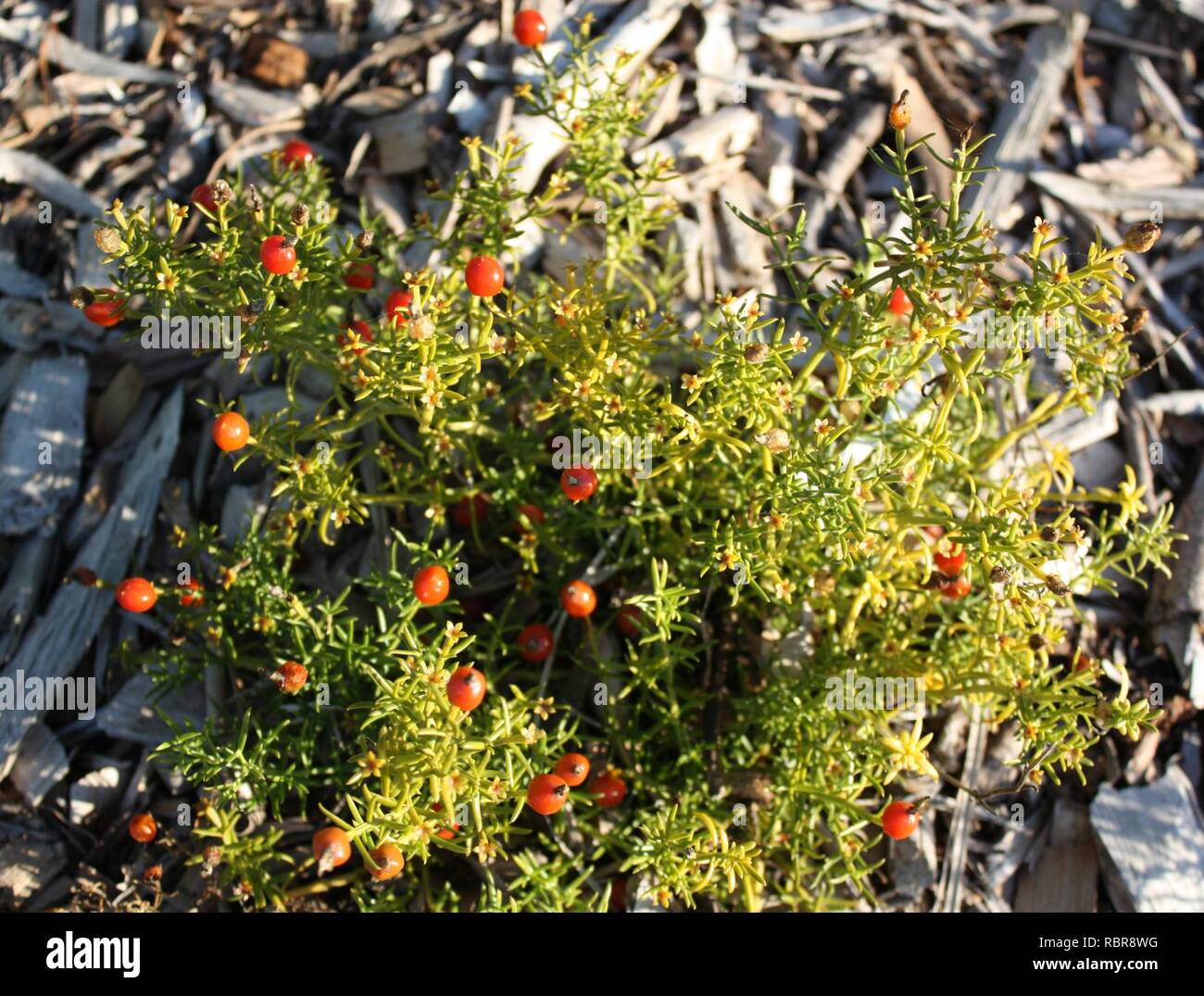 Aambeibossie - medicinal herb of South Africa - Chironia baccifera - Cape Town. Stock Photo