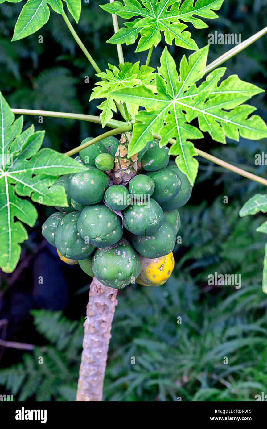 Papaya tree hawaii hires stock photography and images Alamy