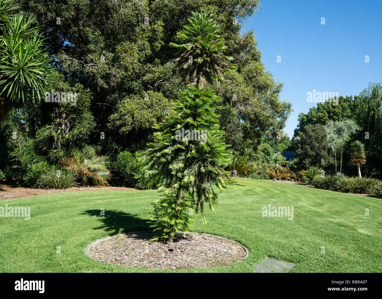 Wollemi pine or wollemia nobilis a critically endangered coniferous tree in Adelaide botanic gardens SA Australia Stock Photo
