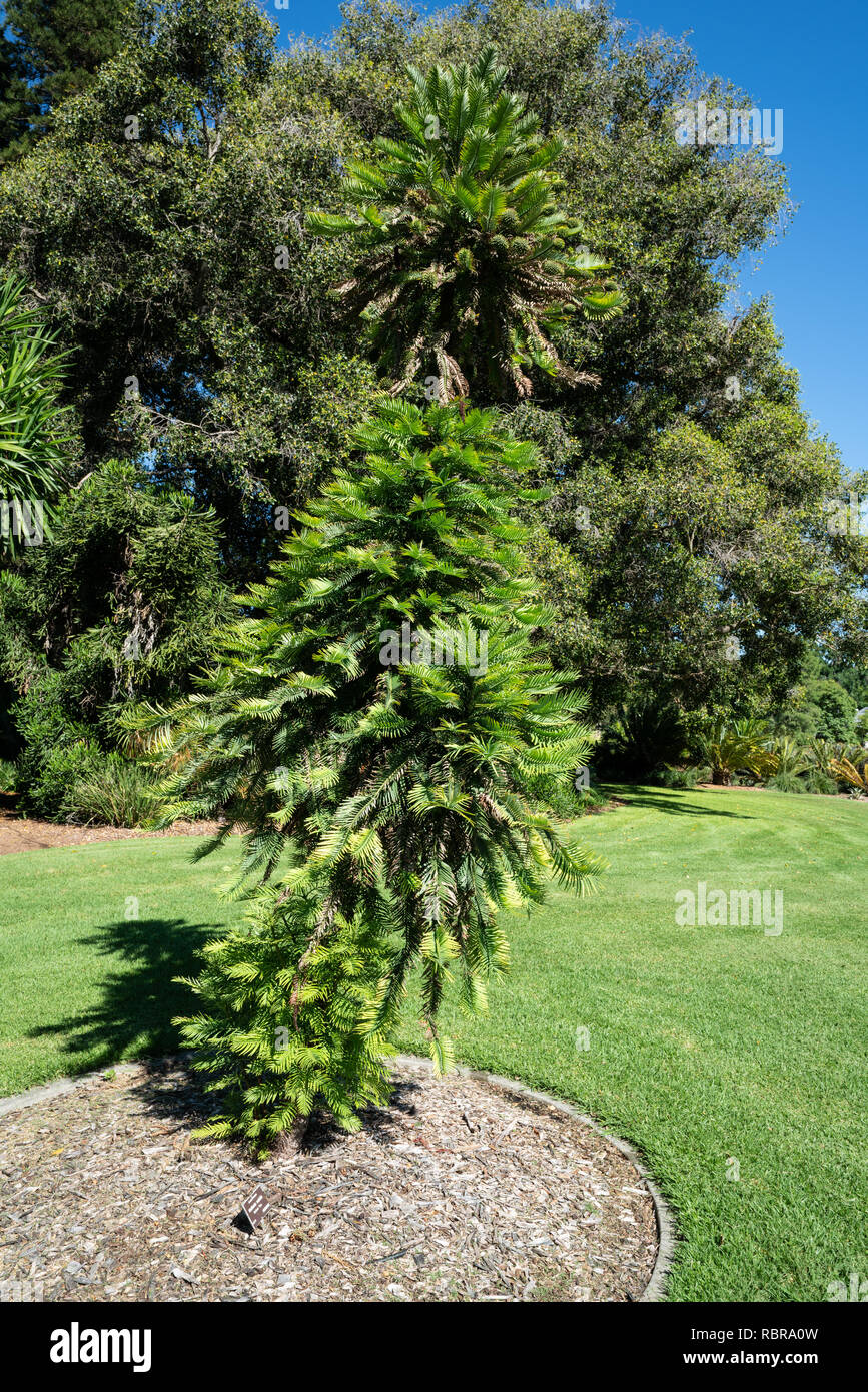 Wollemi pine or wollemia nobilis a critically endangered coniferous tree in Adelaide botanic gardens SA Australia Stock Photo