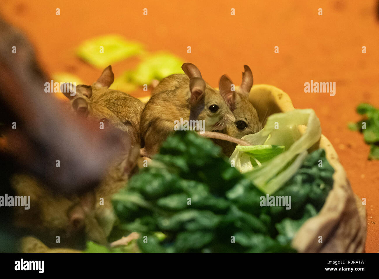 Several Spinifex hopping mouse or Notomys alexis Stock Photo
