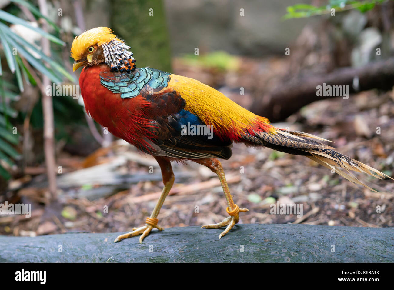 Male golden pheasant or Chinese pheasant Chrysolophus pictus bird Stock Photo