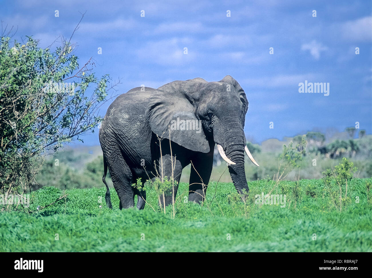 Elephant (Loxodonta africana), Selous Game Reserve, Morogoro, Tanzania, Africa Stock Photo
