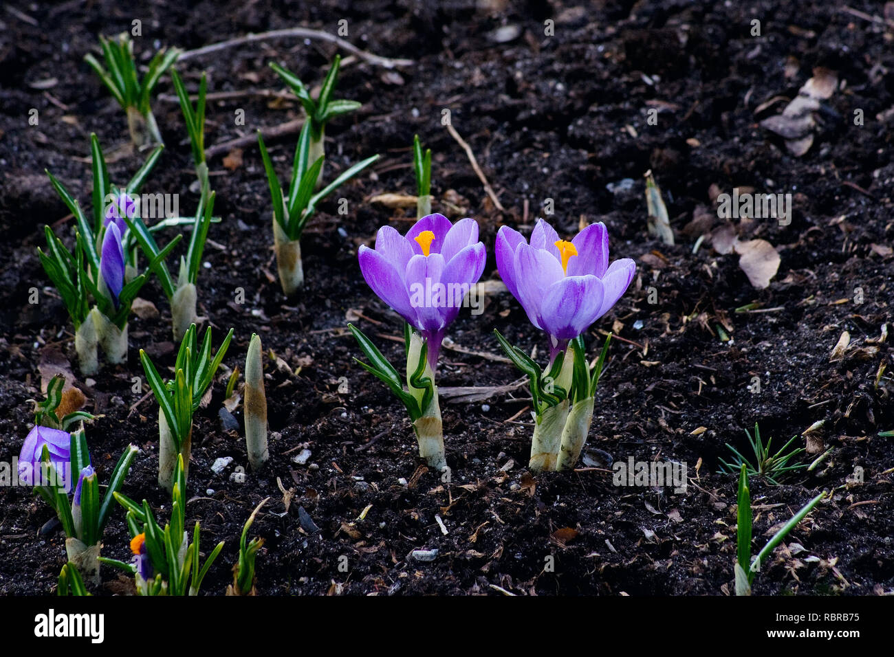 The first spring flowers Stock Photo Alamy