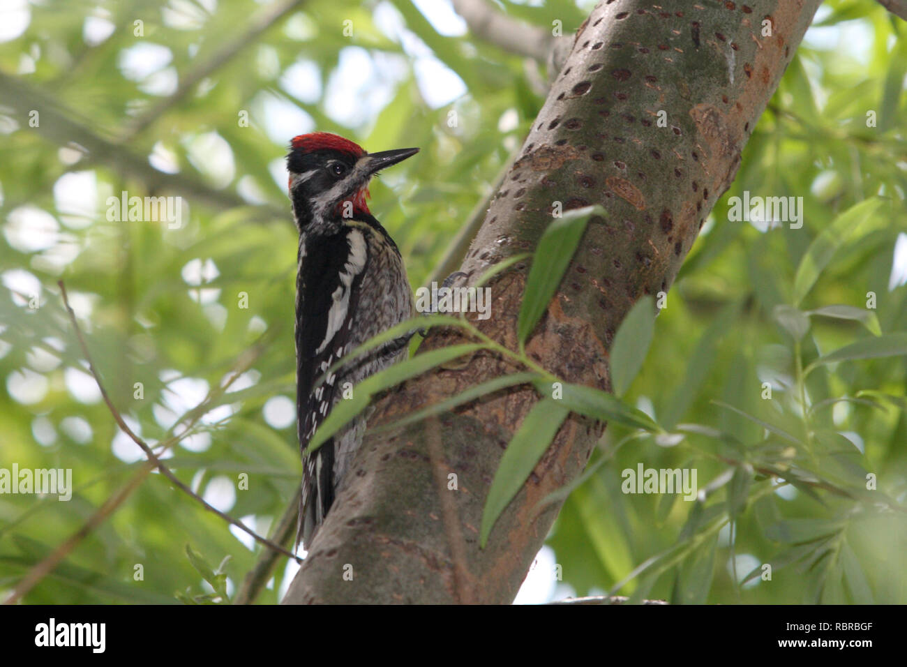 An immature pileated Woodpecker explores a tree looking for bugs Stock
