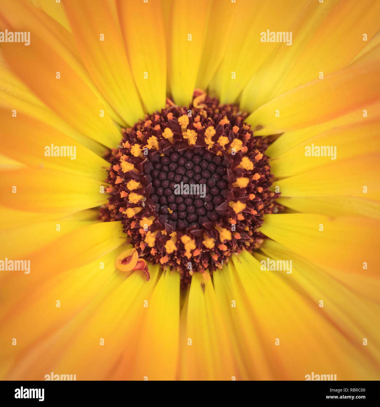 Close up orange macro studio shot hi-res stock photography and images ...