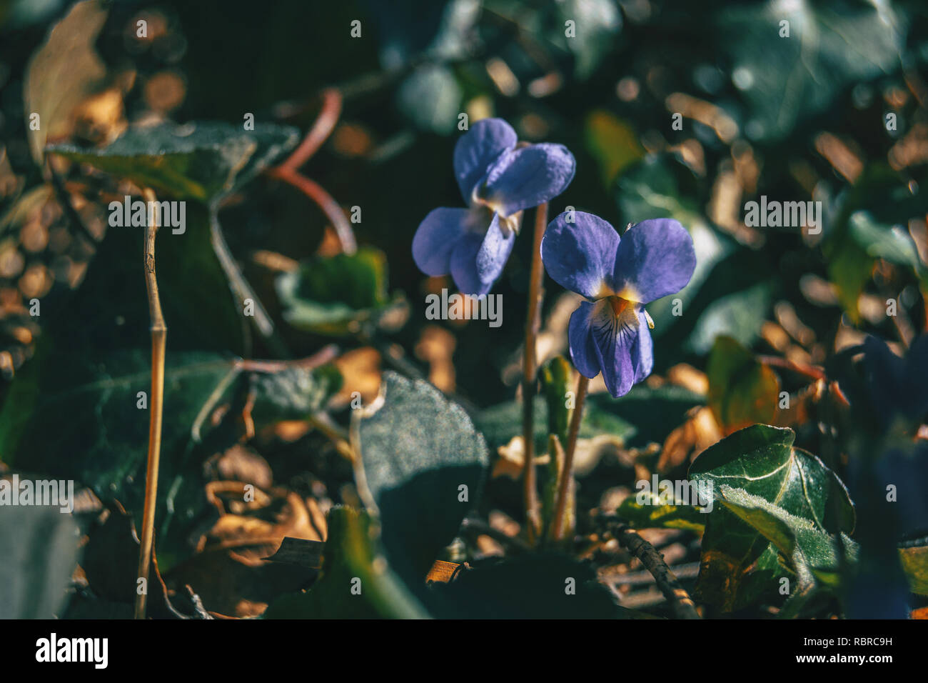 Close-up of a pair of viola alba purple flowers growing in the ground of a forest Stock Photo