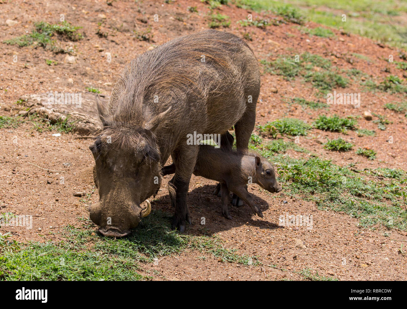 Piglet walks under its mother hires stock photography and images Alamy