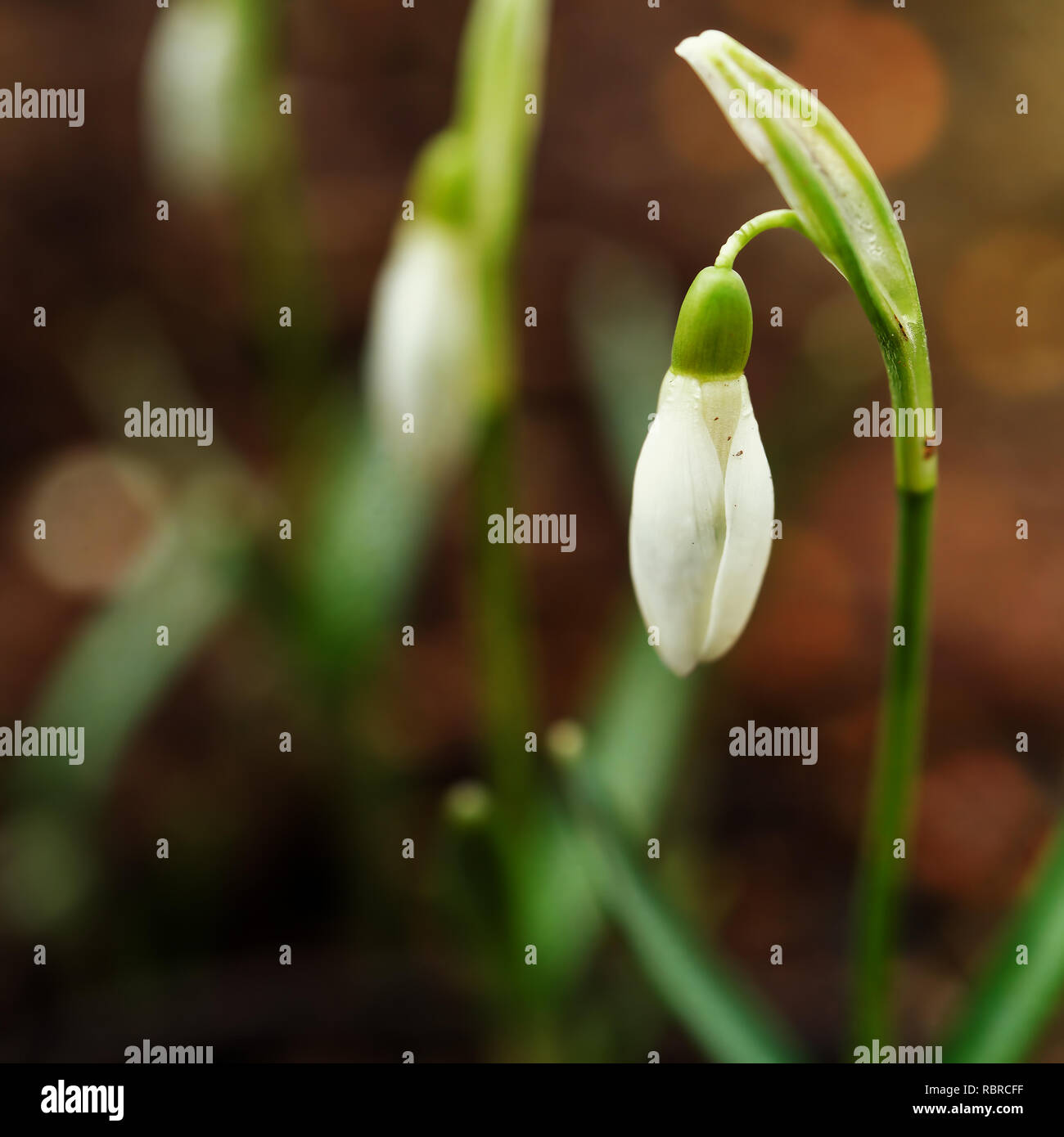 Snowdrops in the early spring garden. Stock Photo