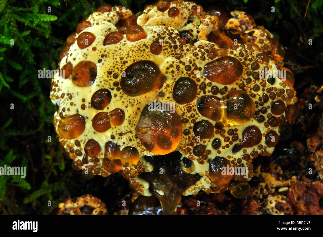Weeping polypore bracket fungi in prime condition. Powerstock Common, Dorset, UK October Stock Photo