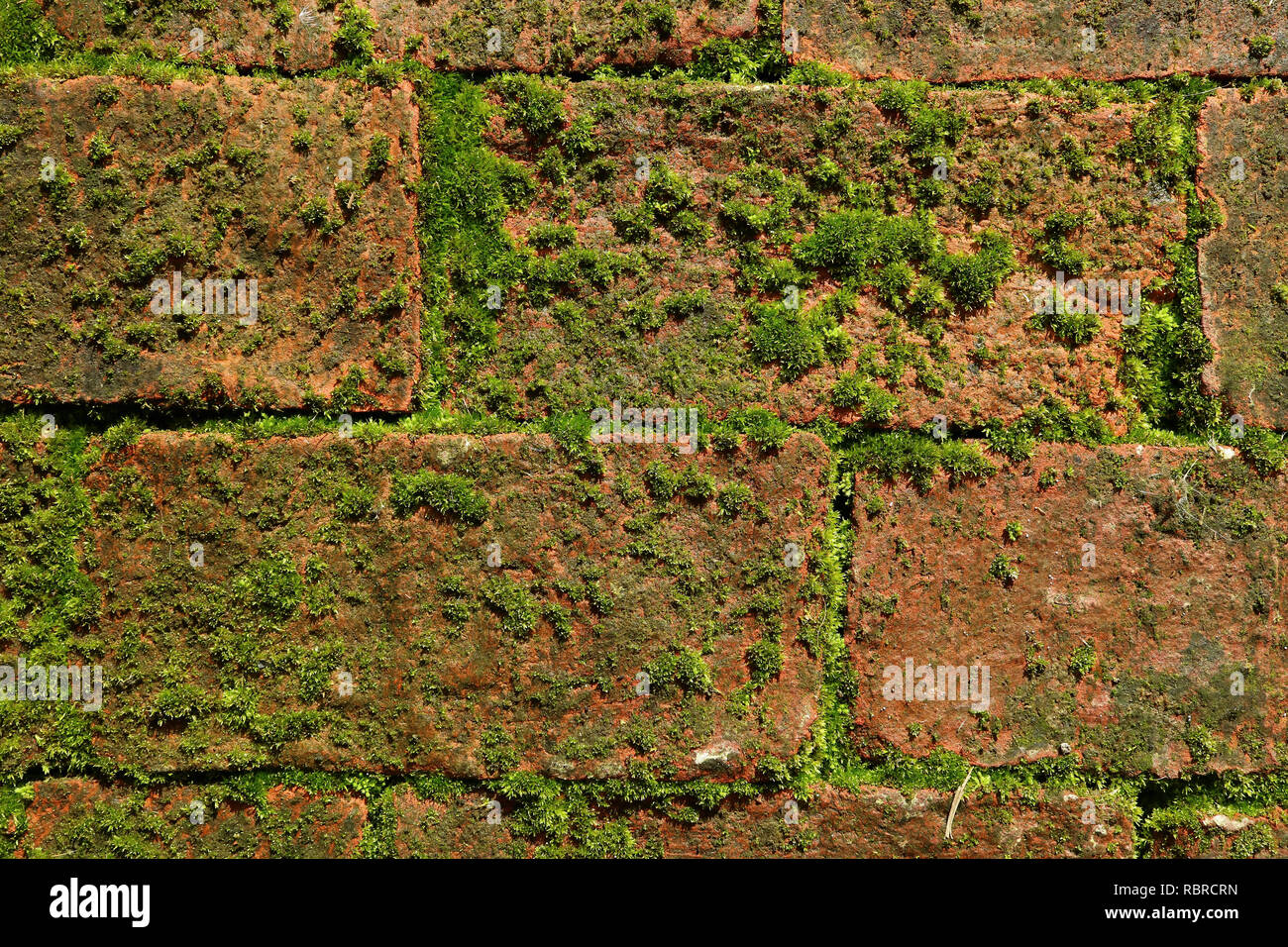 Outer Wall with green mossy plants growing between terracotta bricks Stock Photo