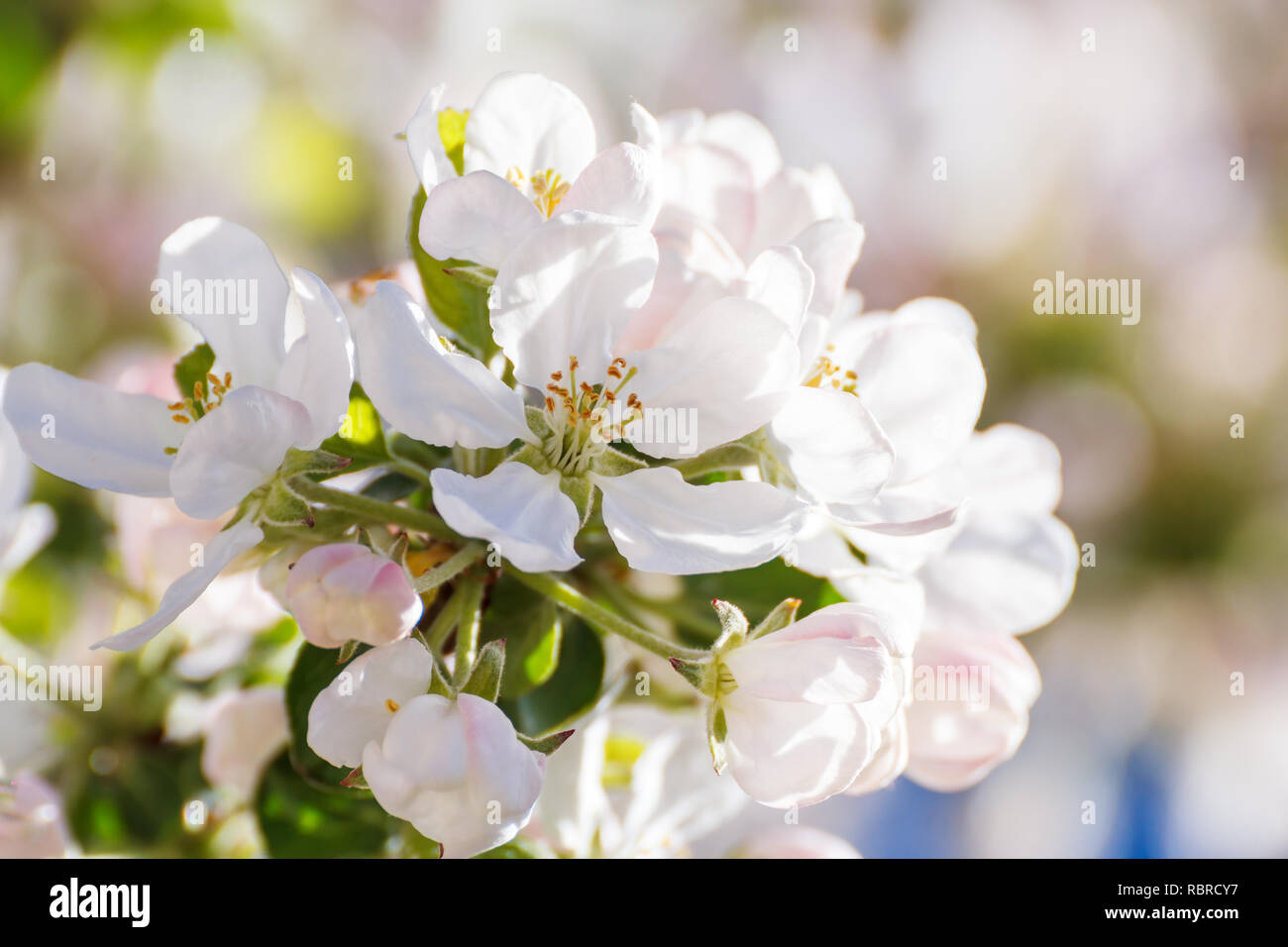 Spring apple blossom inflorescence hi-res stock photography and images ...