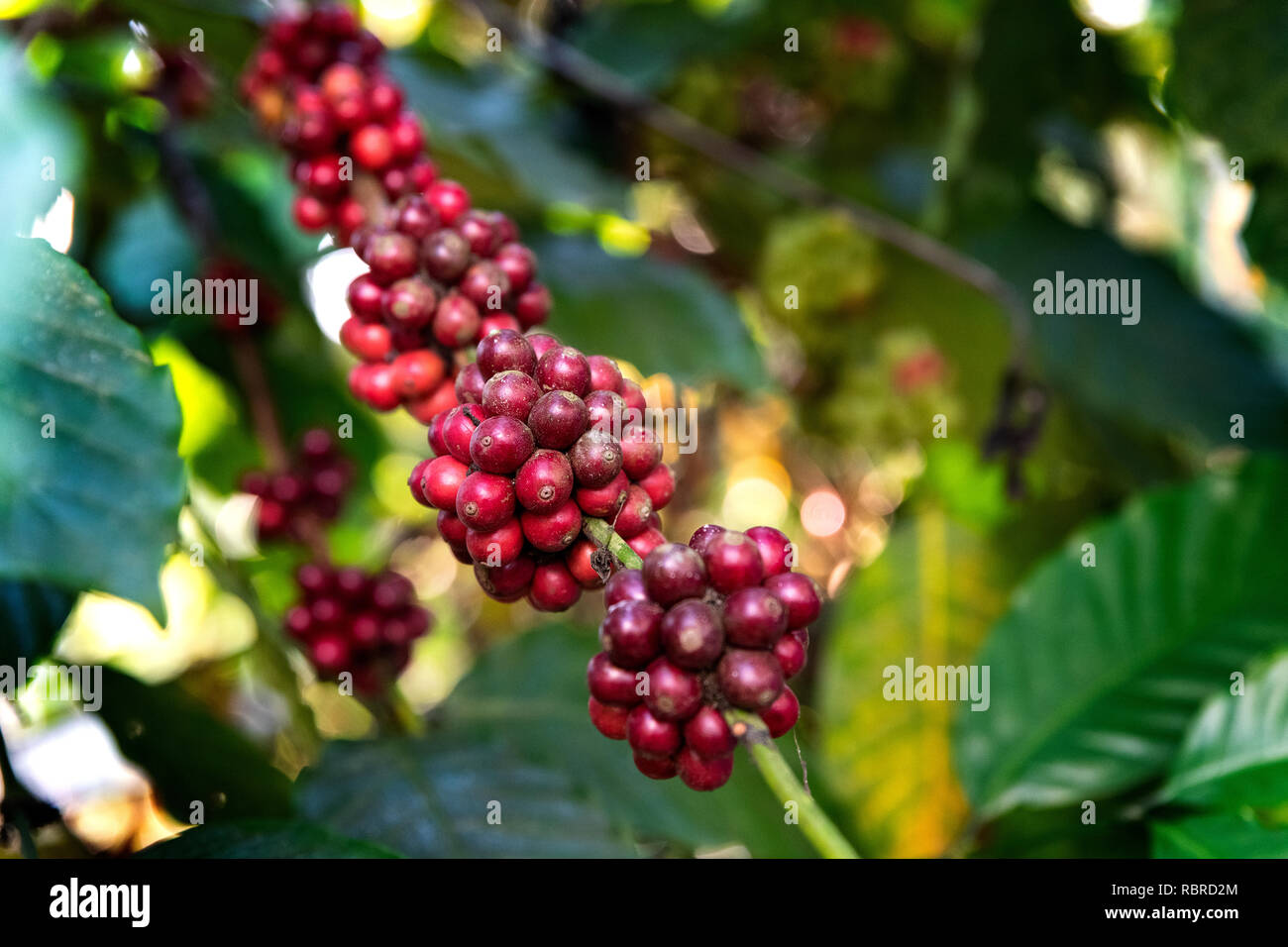 Bunches of organic ripe and ripening beans in coffee plant ready for