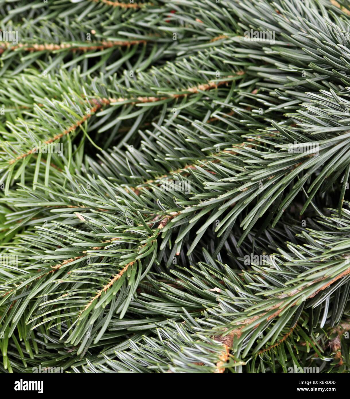 Colorful sparkling christmas decoration with lights on pine trees Stock