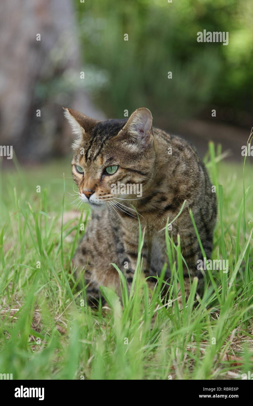 Cat on the prowl Stock Photo