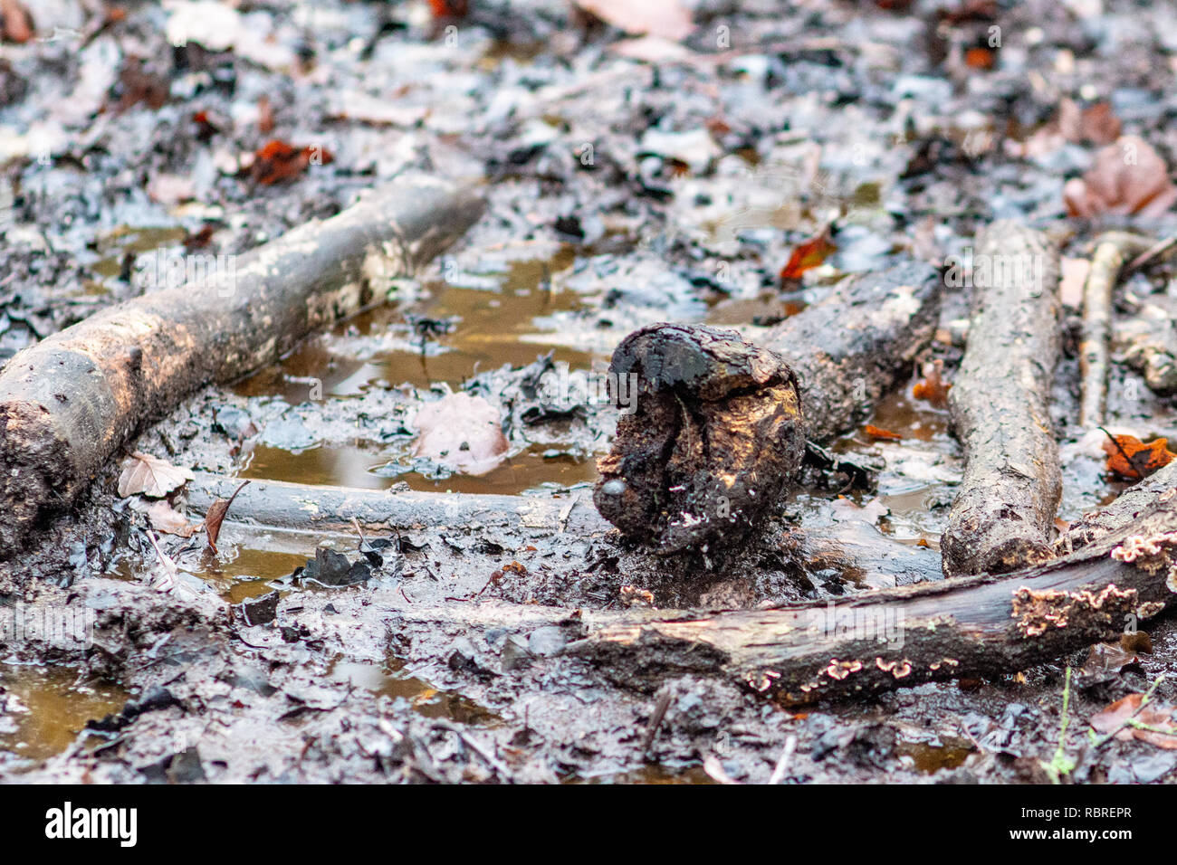 Muddy ground filled with tree branches Stock Photo Alamy