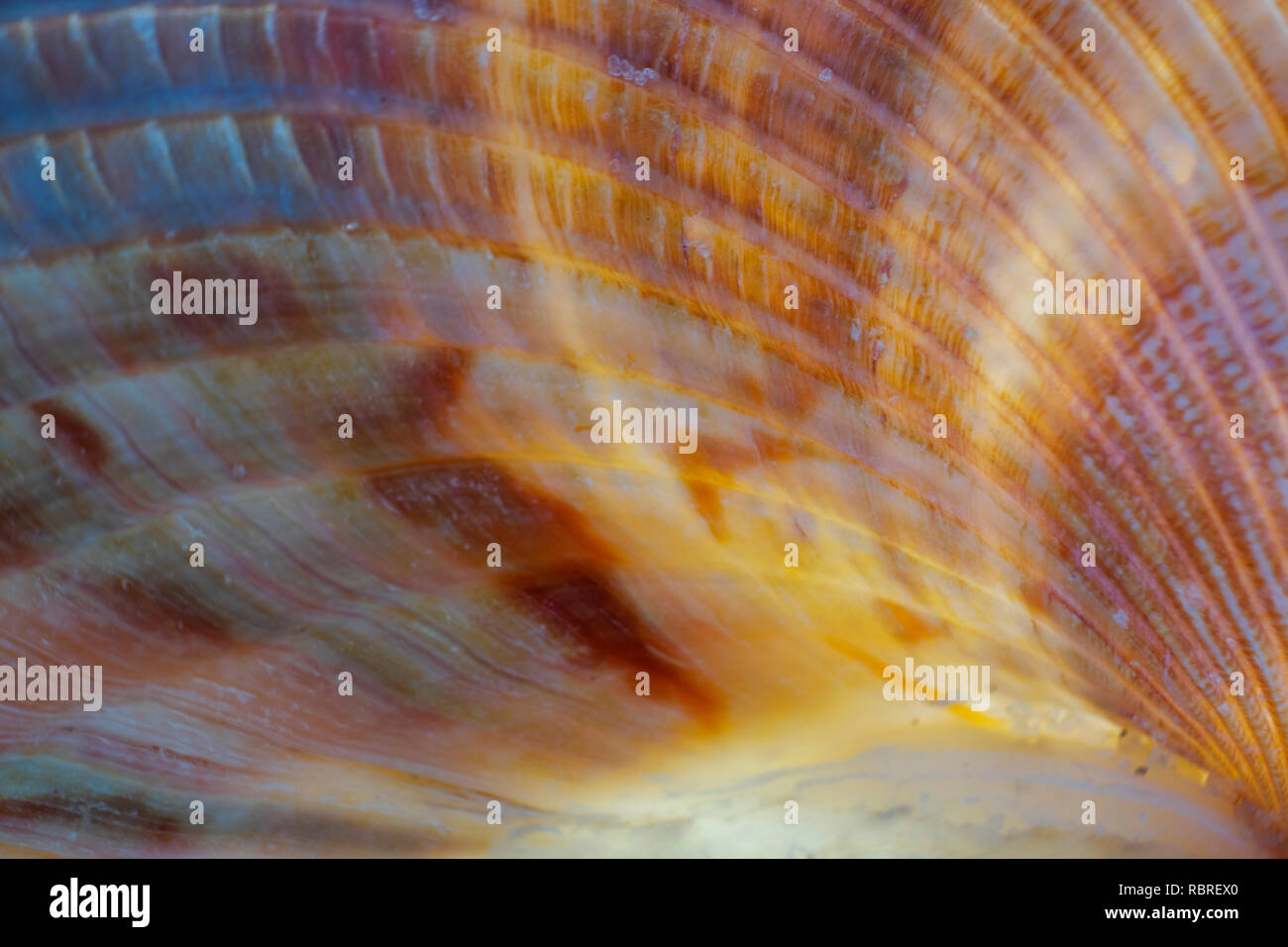 close up of seashell showing patterns and colors Stock Photo Alamy
