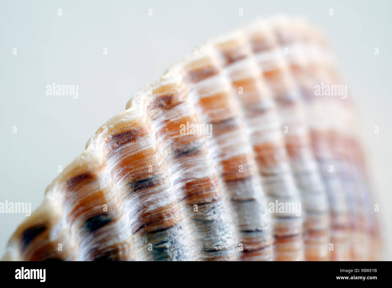 close up of seashell showing patterns and colors Stock Photo Alamy