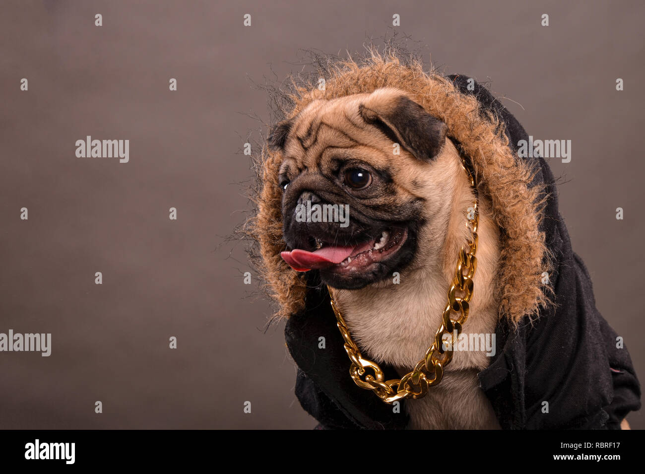 pug-dog-wearing-black-jacket-with-fur-hood-and-big-golden-necklace-gangster-look-portrait-studio-shot-horizontal-orientation-RBRF17.jpg