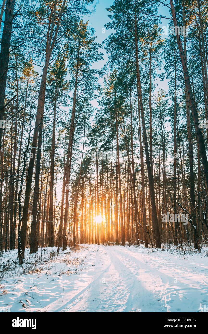 Beautiful Sunset Sunrise Sun Sunshine In Sunny Winter Snowy Coniferous Forest. Sunlight Through Woods In Winter Forest Landscape Stock Photo - Alamy Beautiful Sunset Sunrise Sun Sunshine In Sunny Winter Snowy Coniferous Forest. Sunlight Through Woods In Winter Forest Landscape Stock Photo - Alamy