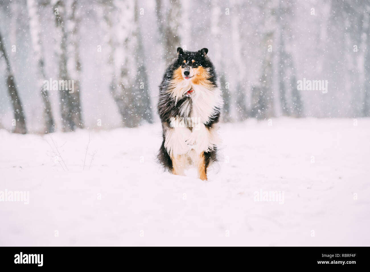 Funny Young Shetland Sheepdog Sheltie Collie Playing Outdoor In