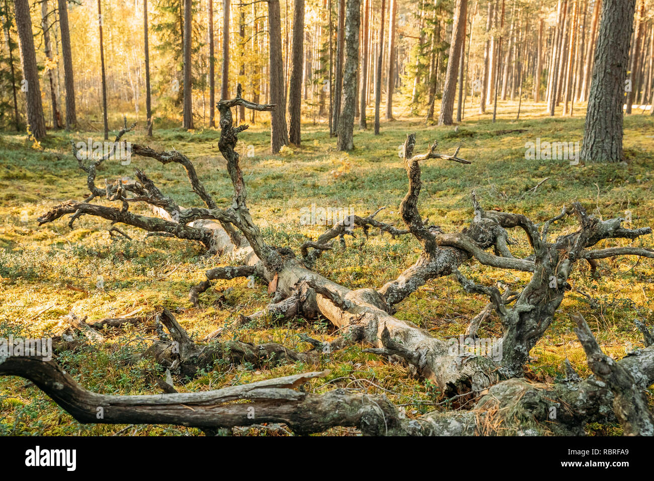 Fallen Old Dry Trunk Wood Trees In Autumn European Forest. Stock Photo