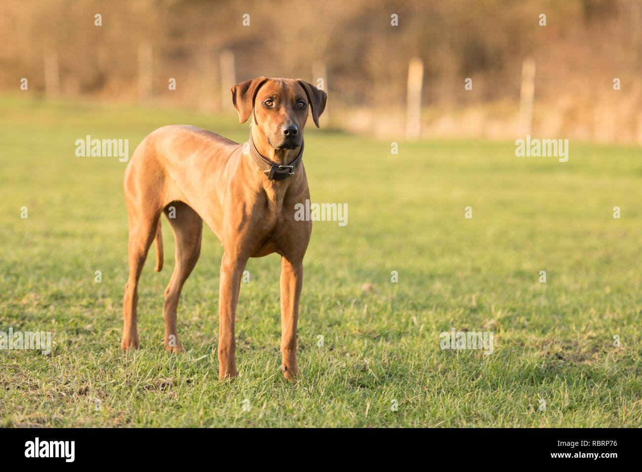 Ridgeback dog hi res stock photography and images Alamy