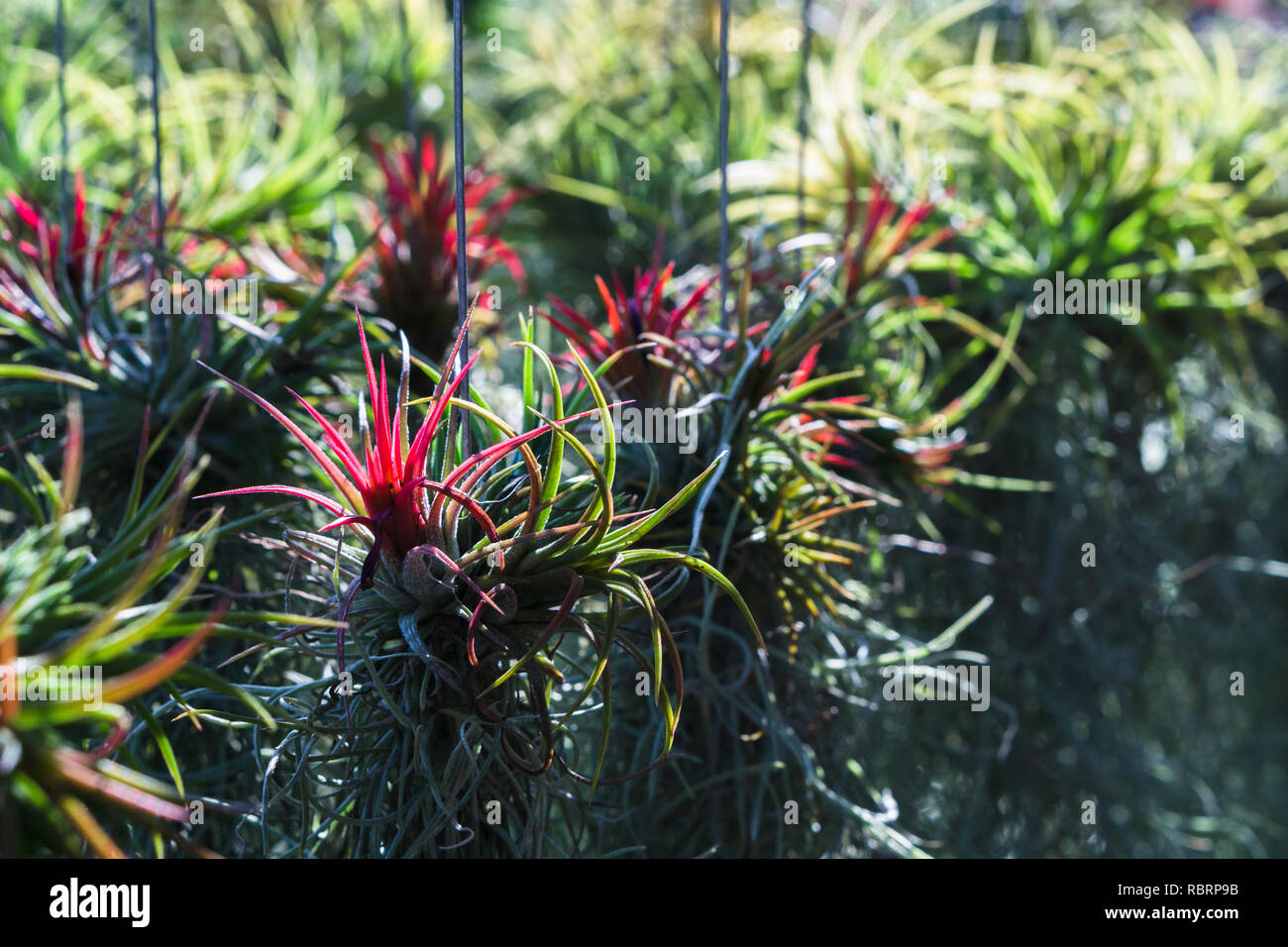 Tillandsia ionantha red hi-res stock photography and images - Alamy